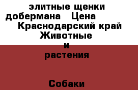 элитные щенки добермана › Цена ­ 25 000 - Краснодарский край Животные и растения » Собаки   . Краснодарский край